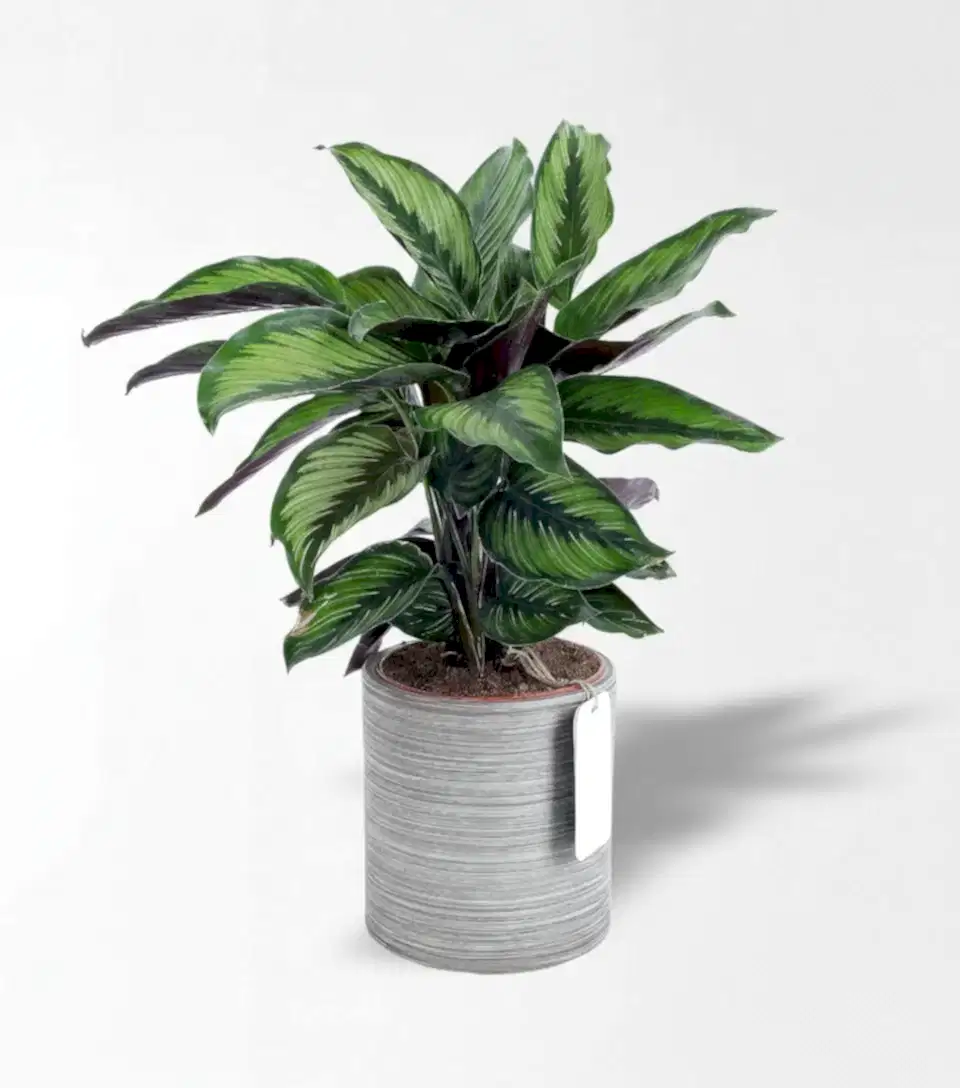 Calathea Beauty