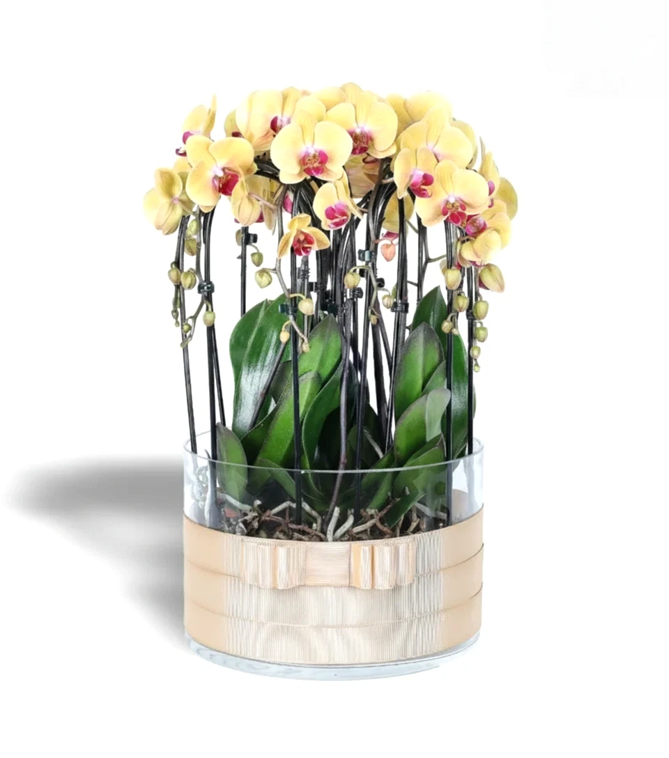 Sarı Cascade Orkide 10 Dallı 