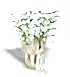 Gold Metal Saksıda 4 Dallı Bambu Orkide (Dendrobium) Aranjmanı