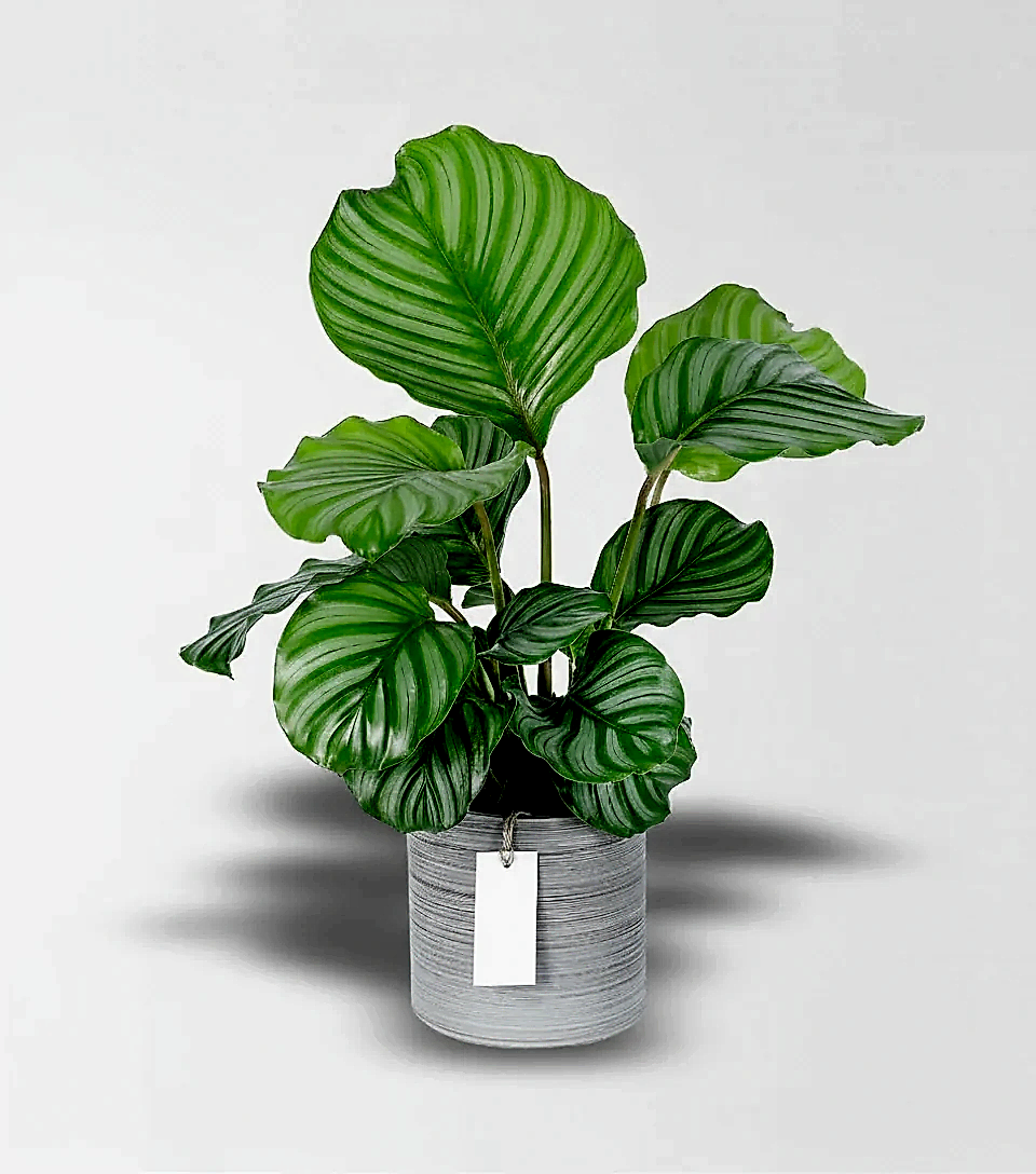 Büyük Calathea Orbifolia - Dua Çiçeği