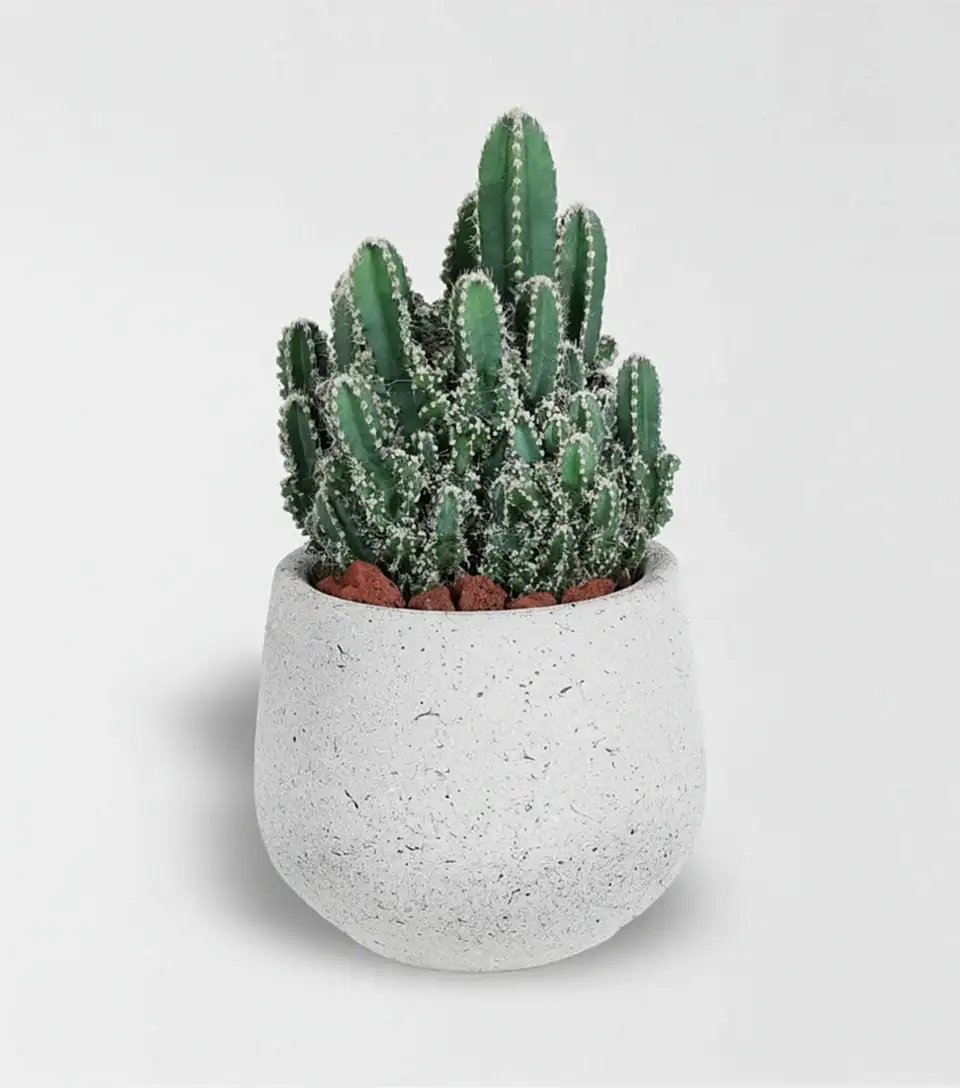 Arizona Cereus Kaktüs