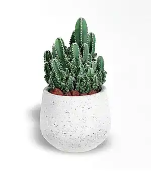 Arizona Cereus Kaktüs