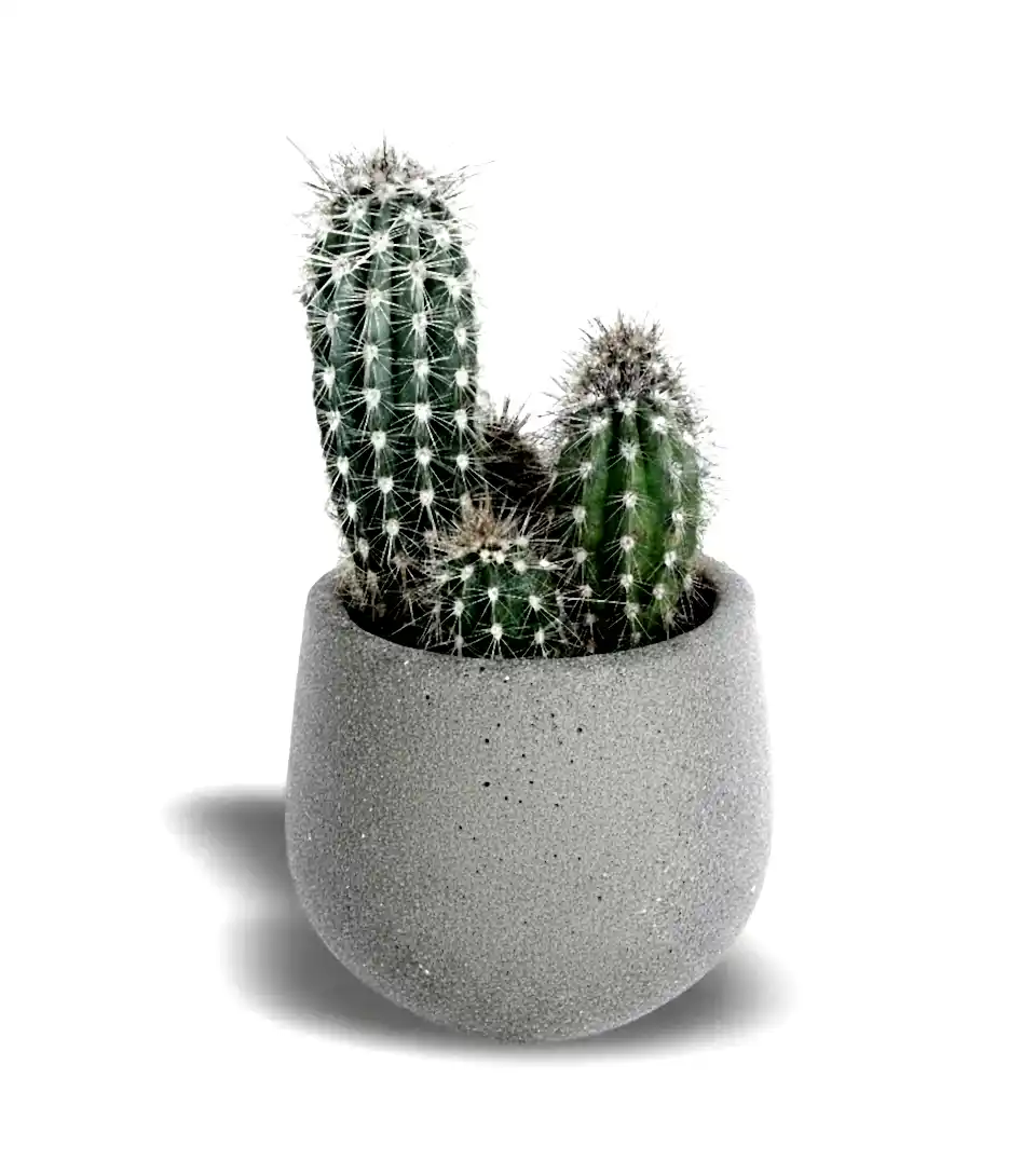 Mexico Kaktüsü