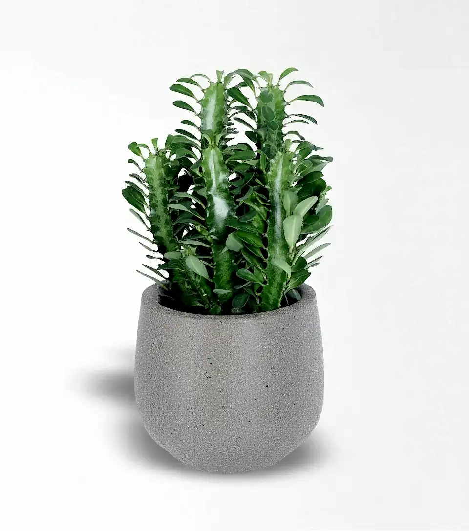 Yeşil Süt Ağacı Euphorbia Trigona Kaktüs