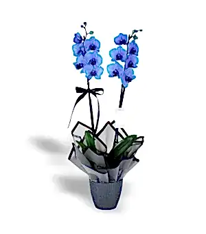 2 Dallı Magic Blue Mavi Orkide