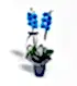 2 Dallı Magic Blue Mavi Orkide