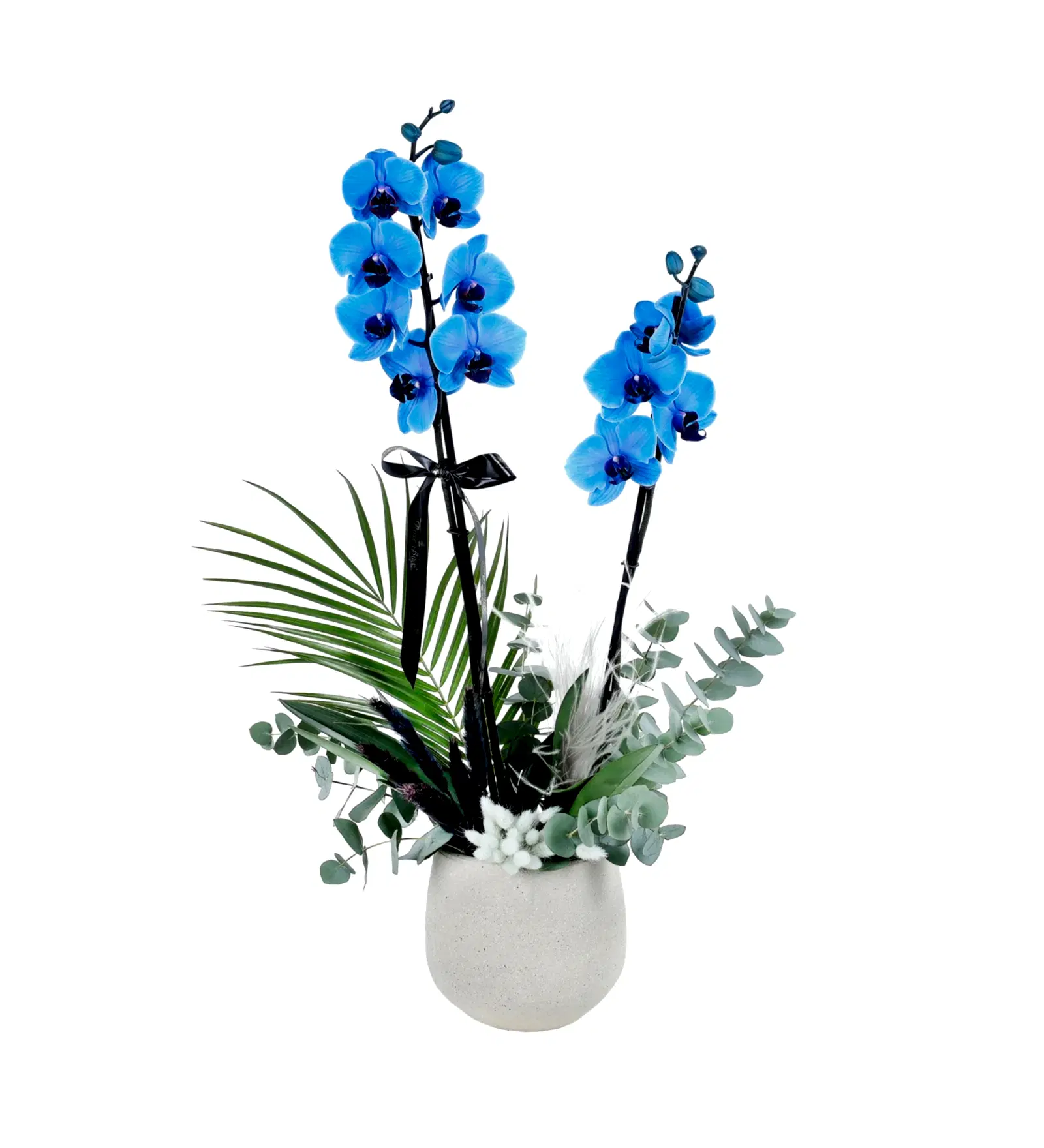 Bej Beton Saksıda Magic Blue Mavi Orkide Ve Okaliptus Aranjmanı