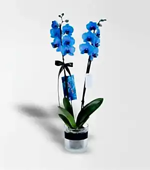 Cam Vazoda 2 Dallı Magic Blue Mavi Orkide