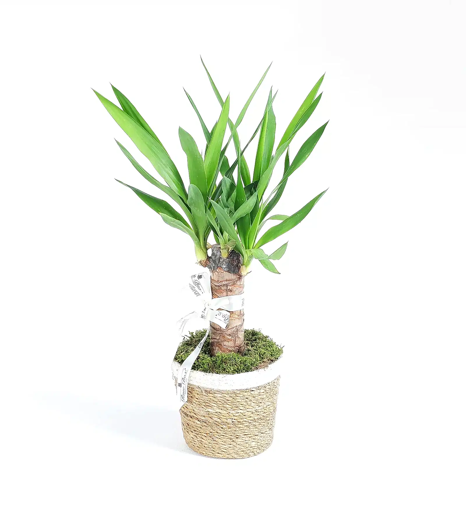 Hasır Sepette Tekli Yucca