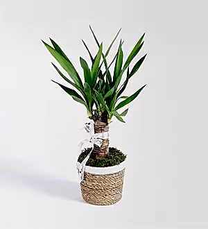 Hasır Sepette Tekli Yucca