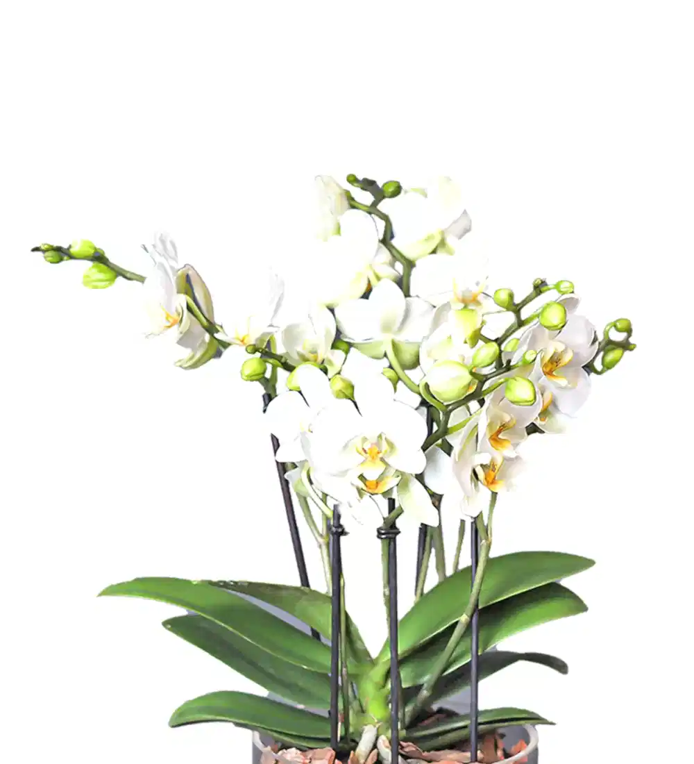 Beyaz Bougetto Orkide
