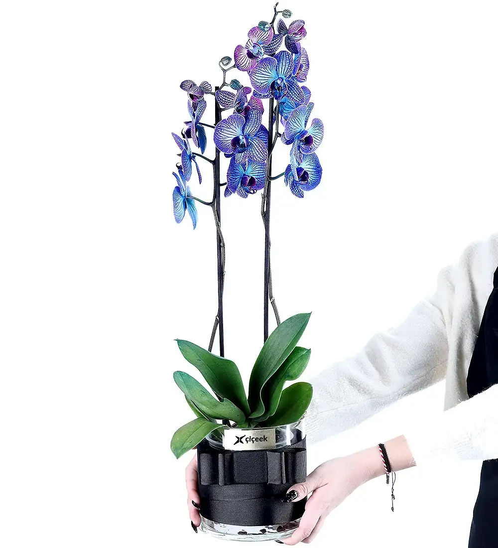 Galaxy Blue 2 Dallı Mavi Orkide
